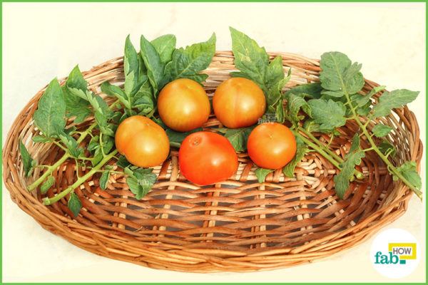 Harvest the tomatoes