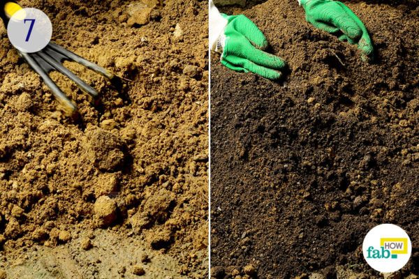 Step-7.Prepare the soil for transplanting