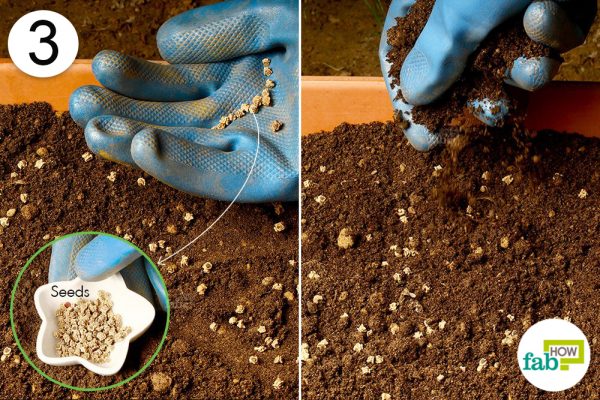 sow seeds to grow spinach
