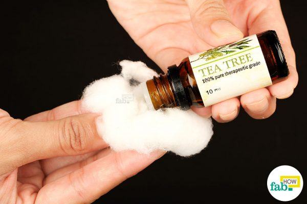 soak a cotton in tea tree oil 