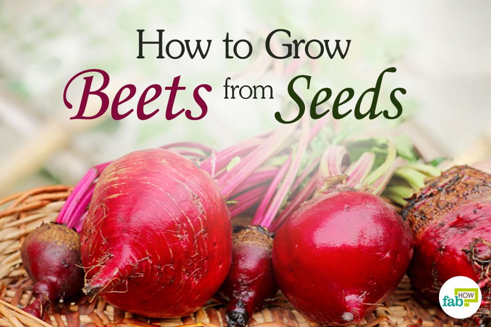 feat grow beets from seeds