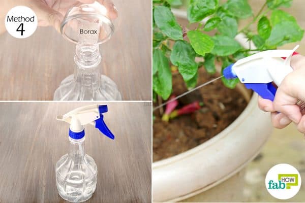 Spray a mixture of borax and water to improve plant growth and use borax around the house