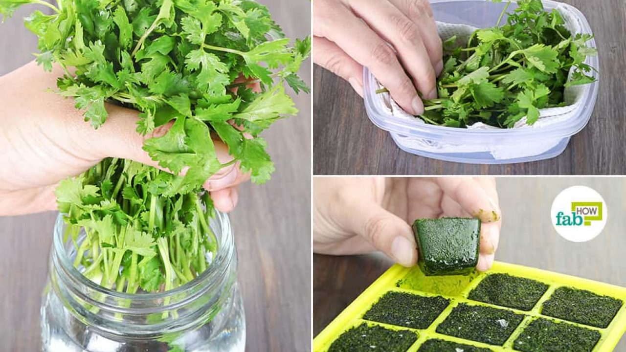 feat how to store cilantro