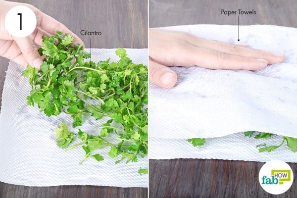 wash and blot dry to store cilantro