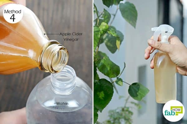 spray diluted vinegar to make DIY organic pesticide