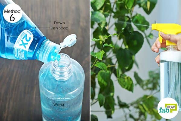 spray soap solution on plants to make DIY organic pesticide