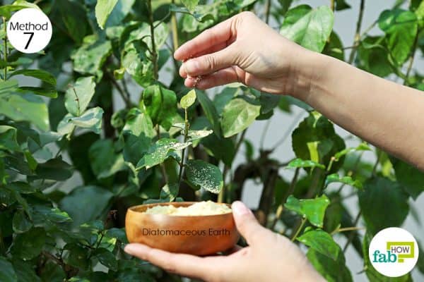 sprinkle DE on plants to make DIY organic pesticide