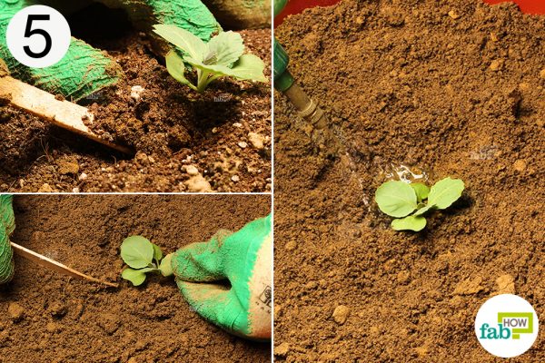 remove seedling to transplant