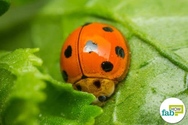 how to get rid of lady bugs